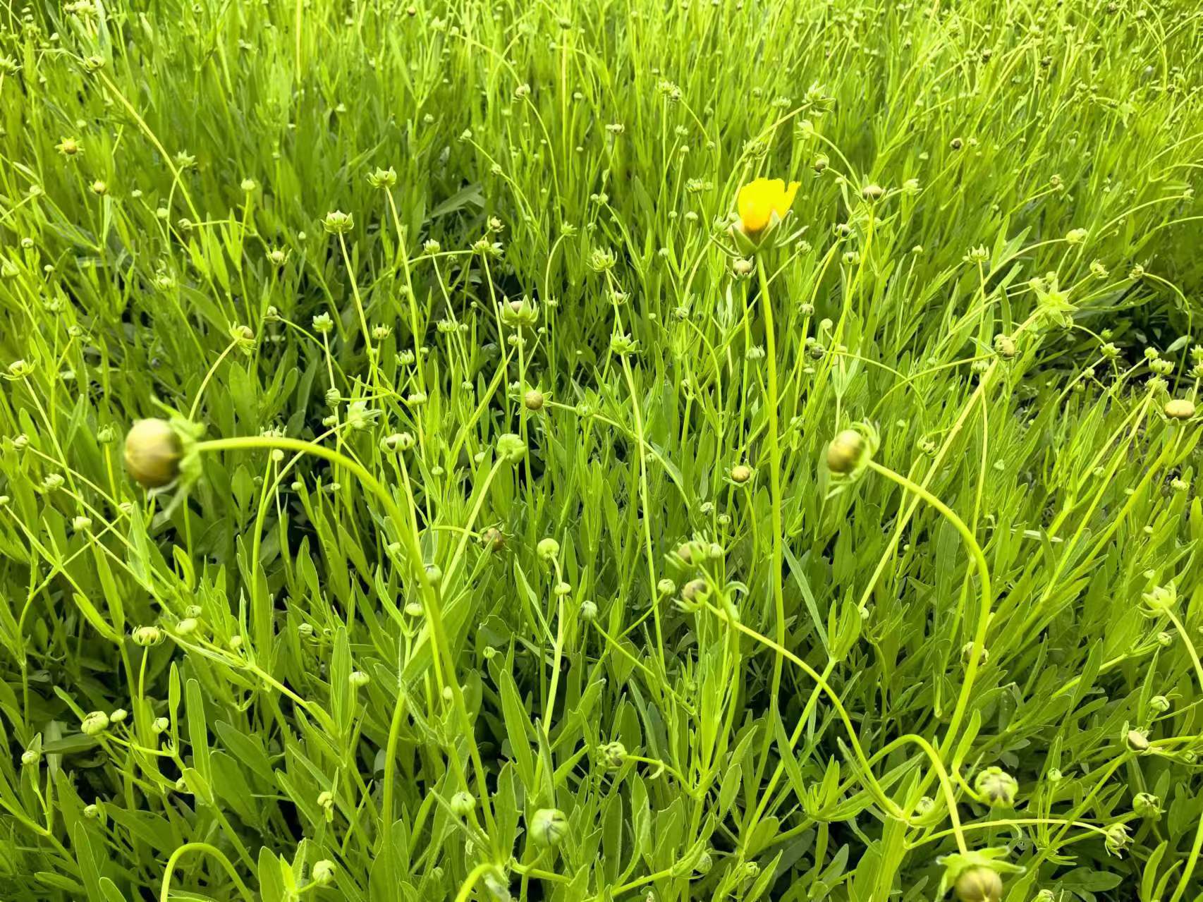 大花金鸡菊