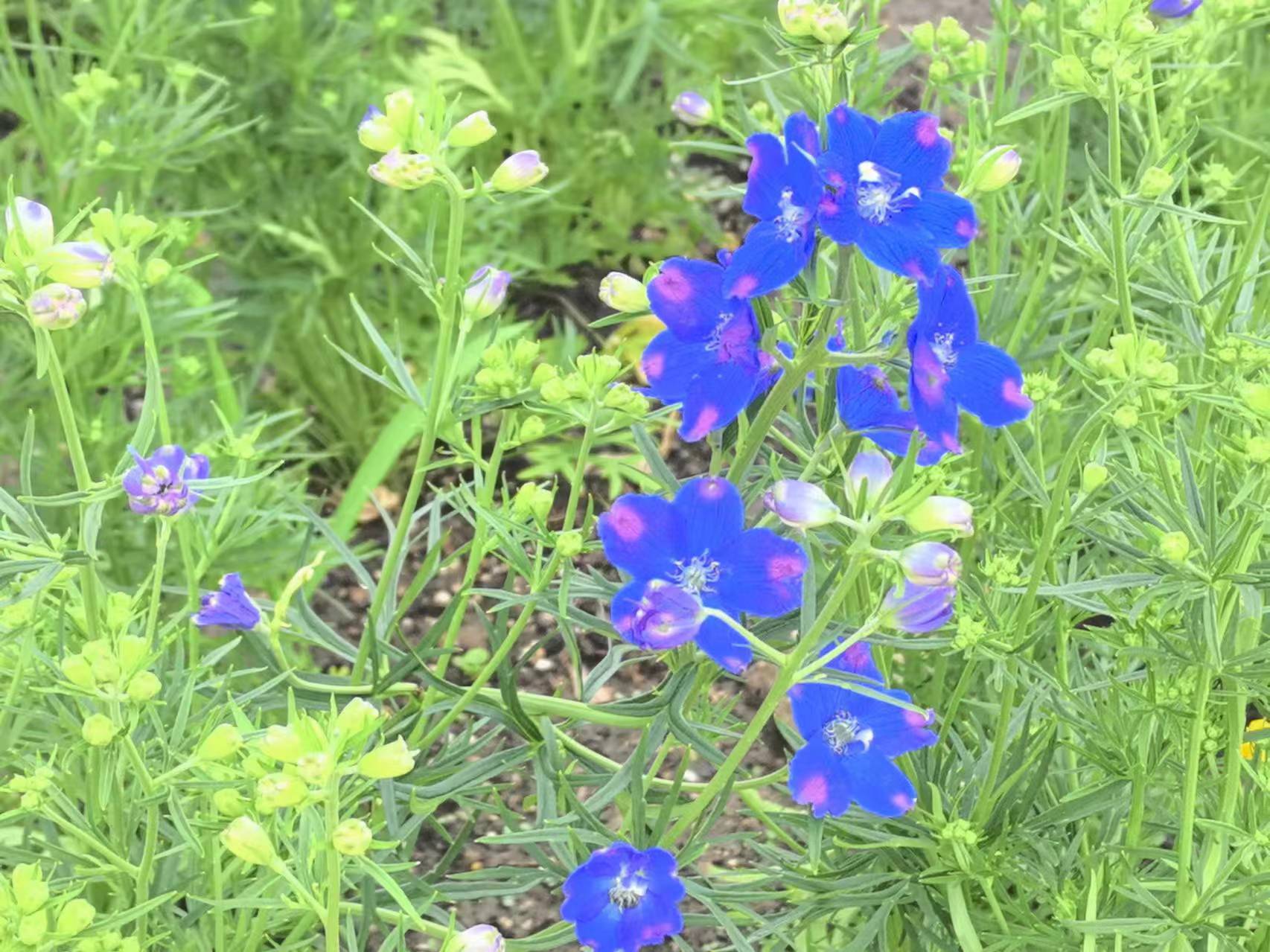 小花飞燕草