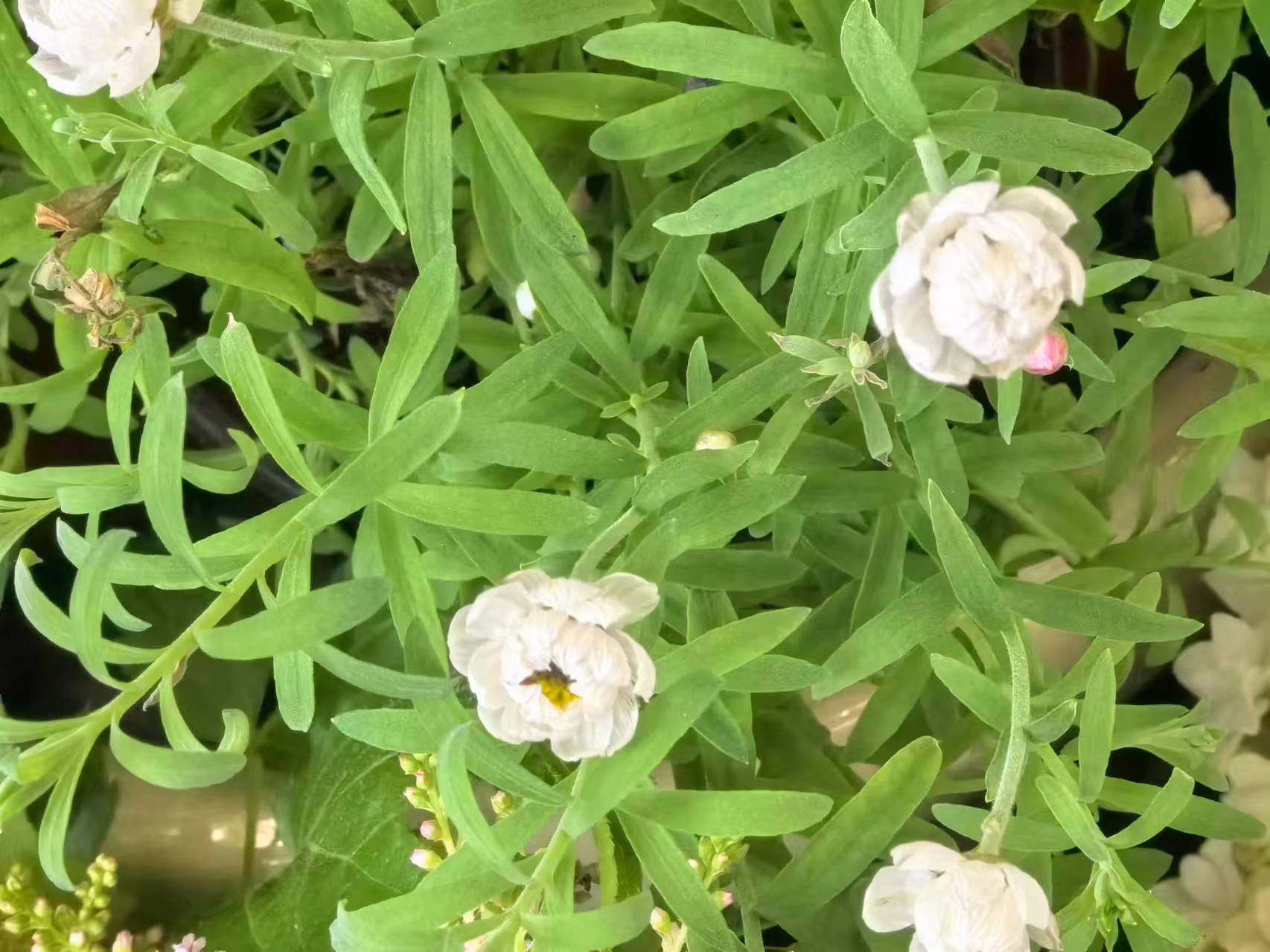 鳞托菊